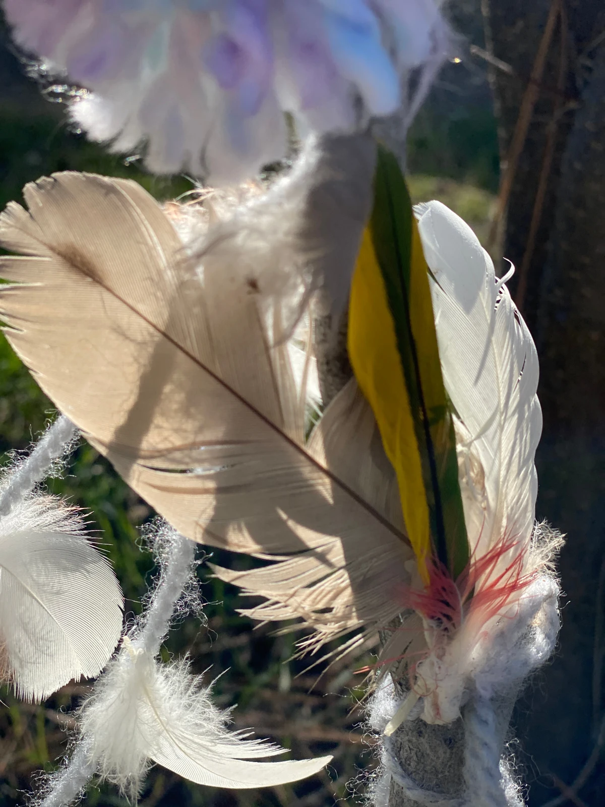 Sunlight shining through a cluster of white, tan, and green feathers.