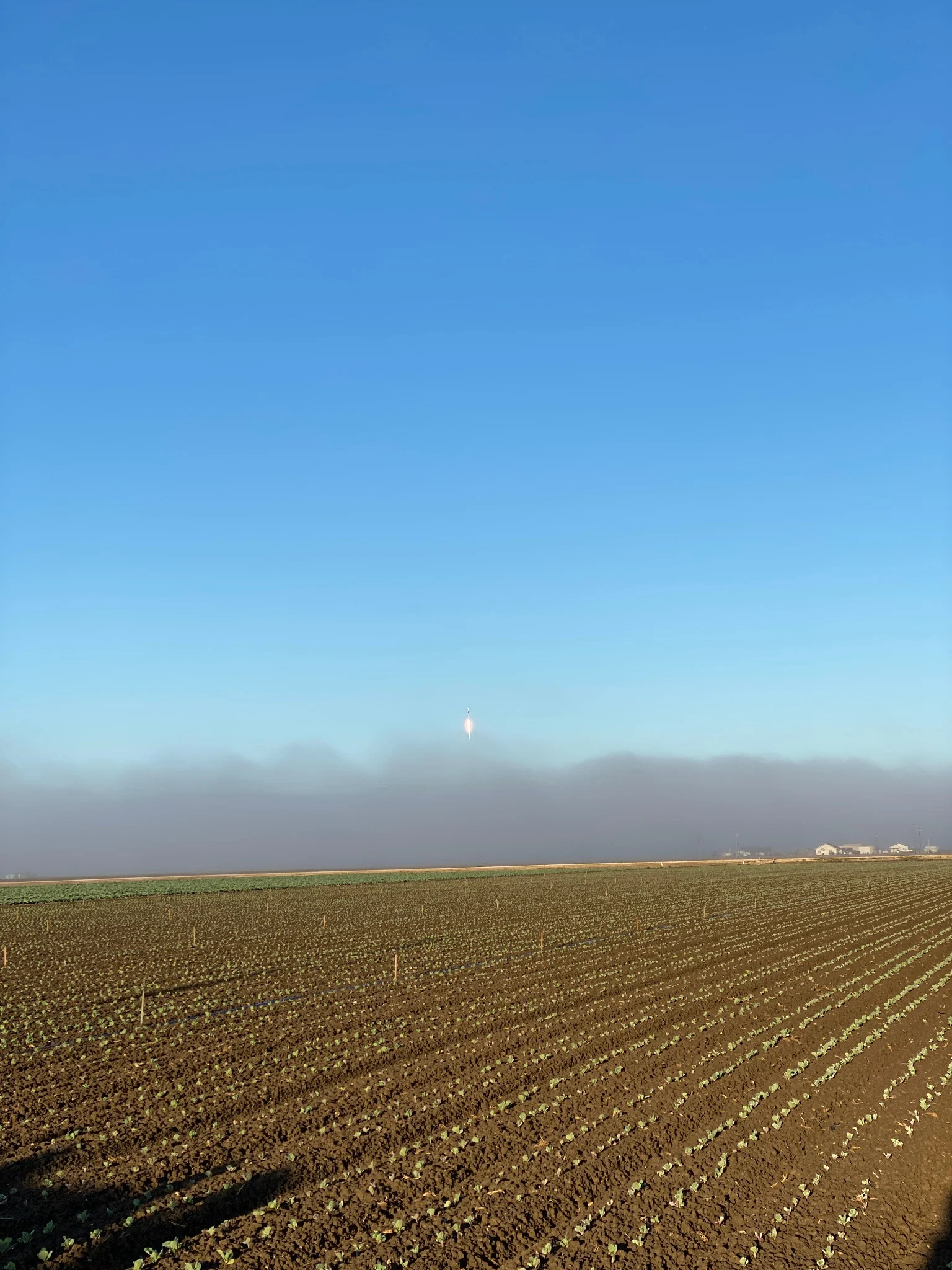 Rows of young plants in a field beneath low fog and a clear blue sky.