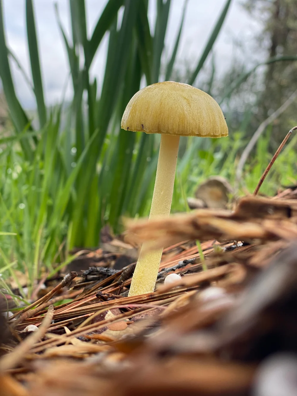 A small yellow mushroom among green shoots and fallen leaves.